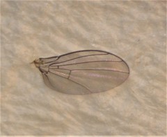 Phytoliriomyza tearohensis