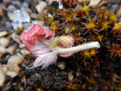 Potentilla arenosa