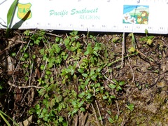 Collomia heterophylla