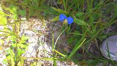 Commelina erecta