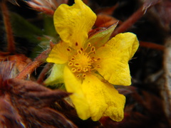 Potentilla arenosa