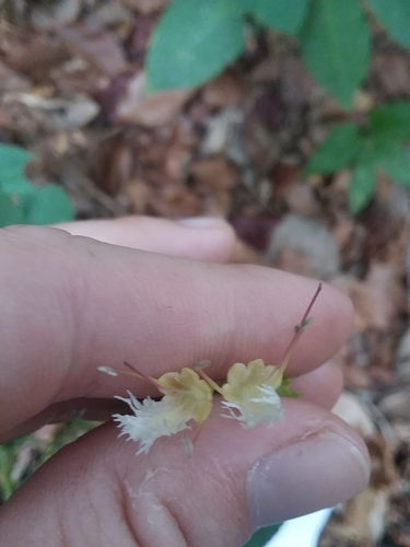 Image of Collinsonia punctata by (c) Will McFarland, some rights reserved (CC BY)