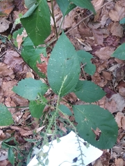 Collinsonia punctata