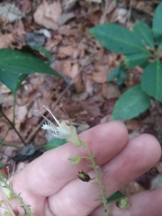 Collinsonia punctata