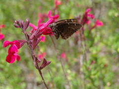 Cogia caicus