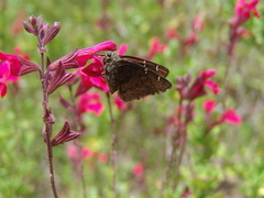 Cogia caicus