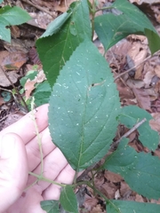 Collinsonia punctata