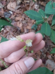 Collinsonia punctata