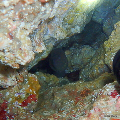 Gymnothorax mordax