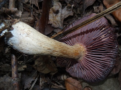 Laccaria ochropurpurea image
