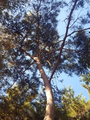 Pinus densiflora