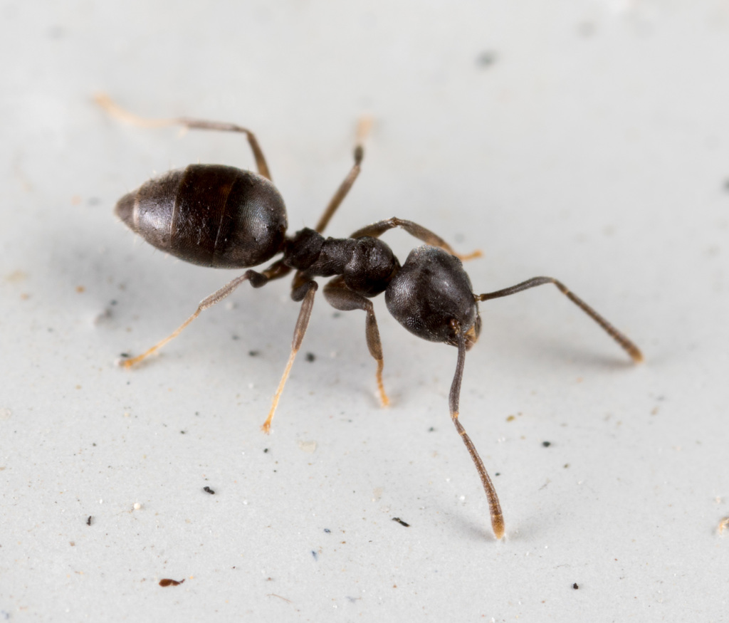 Pale-footed Ants and Allies