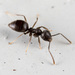 Pale-footed Ants and Allies - Photo (c) portioid, some rights reserved (CC BY-SA), uploaded by portioid