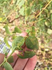 Acanthosoma spinicolle