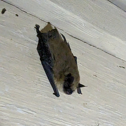 iNaturalist observation photo of Mouse-eared Bats