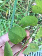 Acanthosoma spinicolle