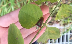 Acanthosoma spinicolle