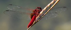 Urothemis signata insignata