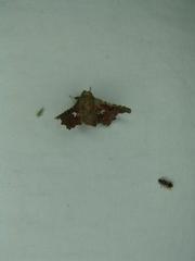 Dysodia granulata