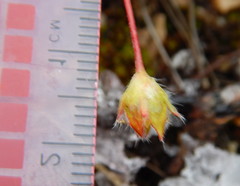 Potentilla arenosa