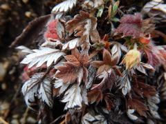 Potentilla arenosa