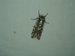Arachnis zuni