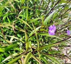 Ruellia simplex