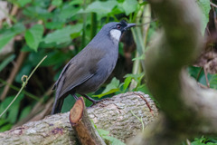 Pterorhinus chinensis