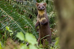 Pacific Marten photo 2