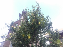 Pseudocydonia sinensis