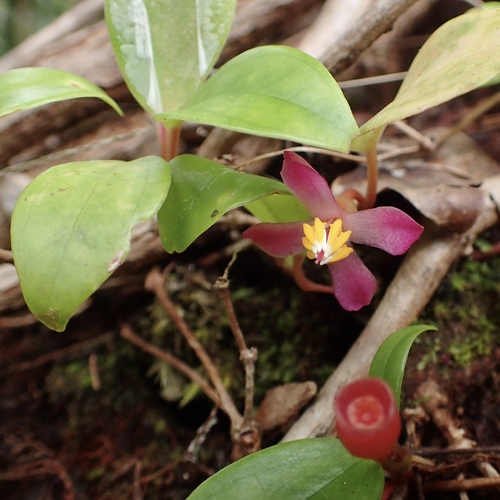 Medinilla erpetina photographed in Solomon Islands