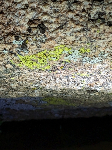 iNaturalist observation photo of cobblestone lichens