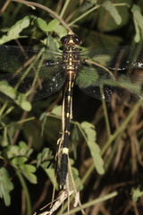 Phyllogomphoides suasus