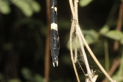 Phyllogomphoides suasus