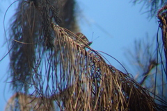 Euripus nyctelius