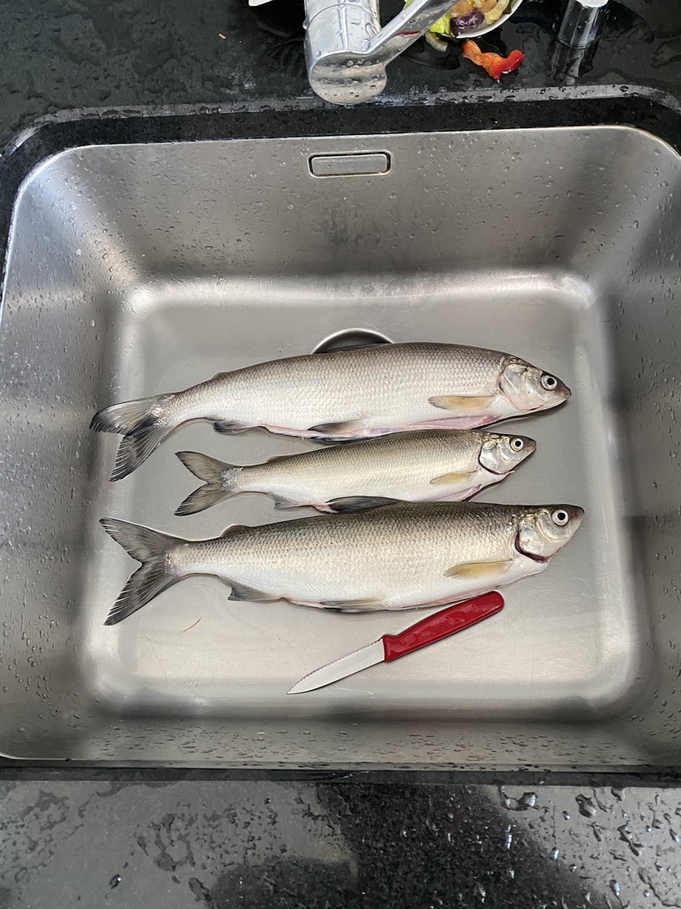 Three Lakes Whitefish