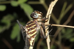 Phyllogomphoides suasus