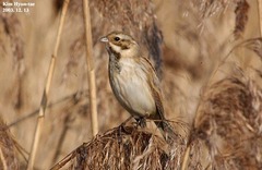 Emberiza schoeniclus