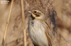 Emberiza schoeniclus