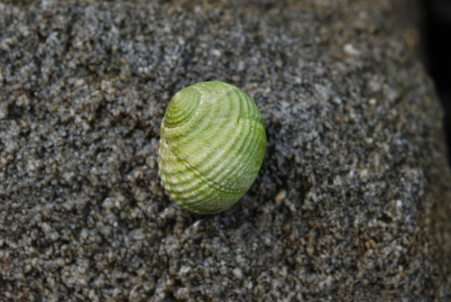 Pleated Nerite