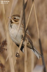 Emberiza schoeniclus