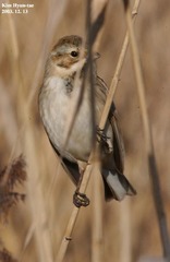 Emberiza schoeniclus