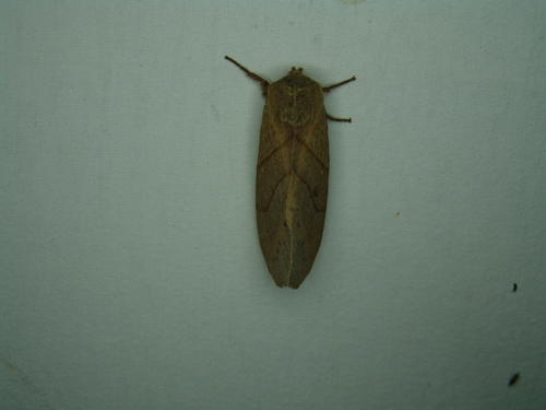 Dicogaster coronada photo 4