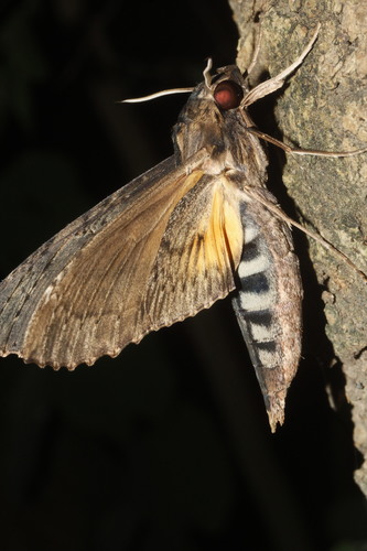 Alope Sphinx