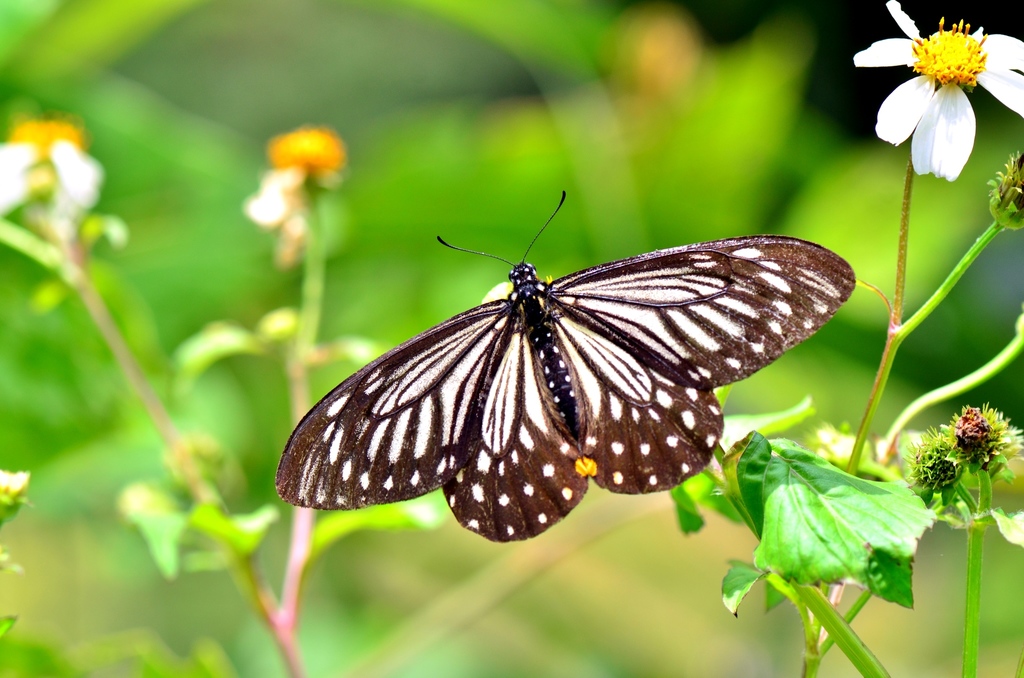 Lesser Mime