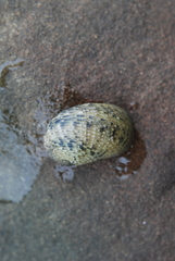 Nerita insculpta