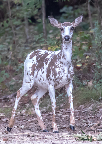 White-tailed Deer photographed in Virginia