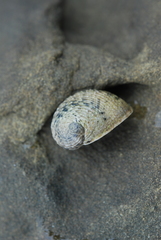 Nerita insculpta