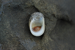 Nerita insculpta