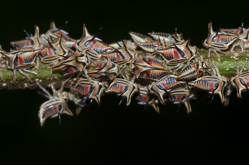 Thorn Treehopper